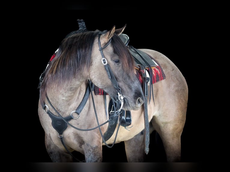 American Quarter Horse Wałach 4 lat 155 cm Grullo in Clarion, PA