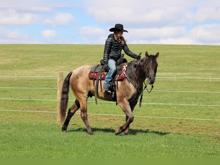 American Quarter Horse Wałach 4 lat 155 cm Grullo in Clarion, PA
