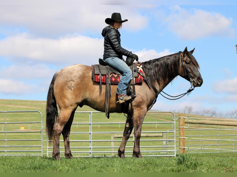 American Quarter Horse Wałach 4 lat 155 cm Grullo in Clarion, PA