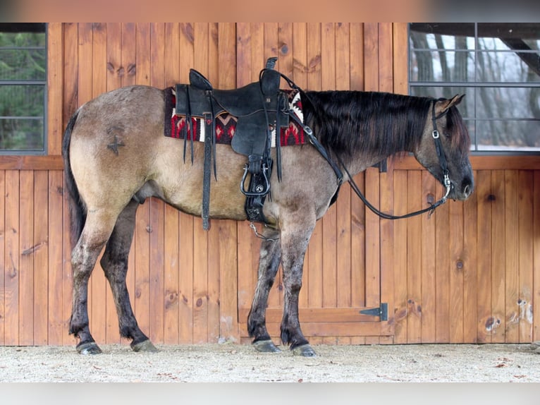 American Quarter Horse Wałach 4 lat 155 cm Grullo in Clarion, PA