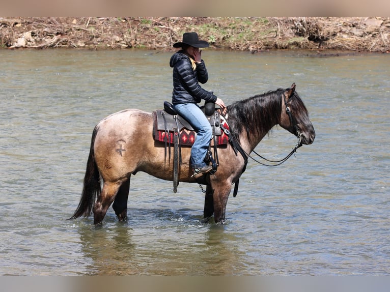 American Quarter Horse Wałach 4 lat 155 cm Grullo in Clarion, PA