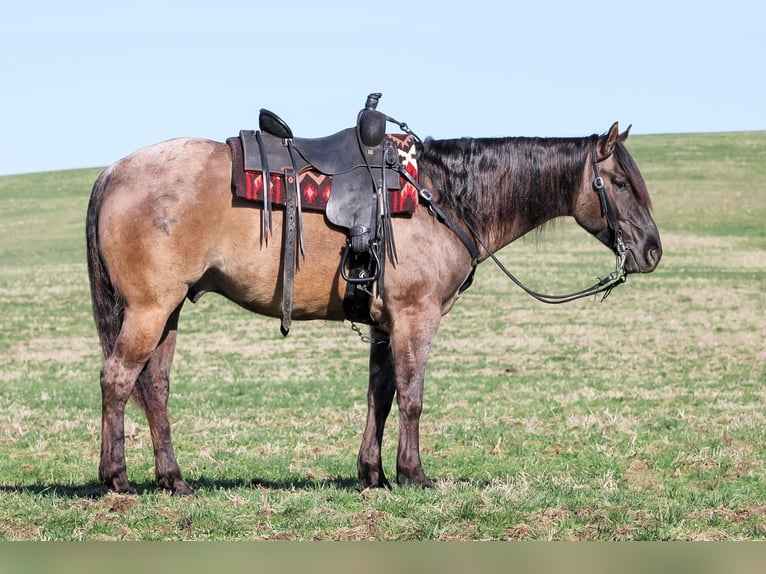 American Quarter Horse Wałach 4 lat 155 cm Grullo in Clarion, PA