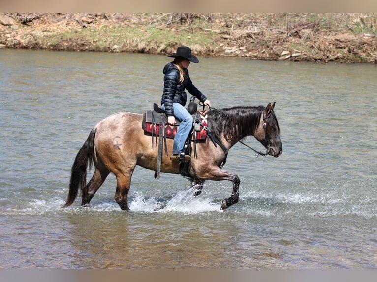 American Quarter Horse Wałach 4 lat 155 cm Grullo in Clarion, PA