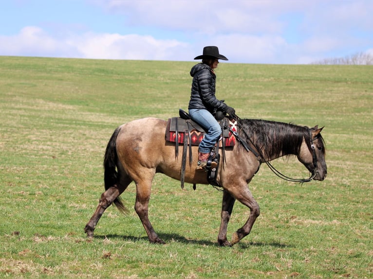 American Quarter Horse Wałach 4 lat 155 cm Grullo in Clarion, PA