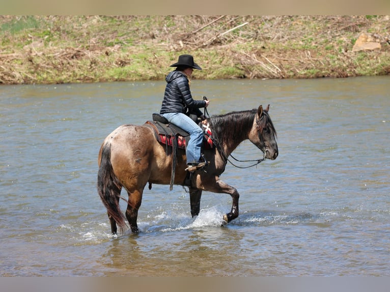 American Quarter Horse Wałach 4 lat 155 cm Grullo in Clarion, PA