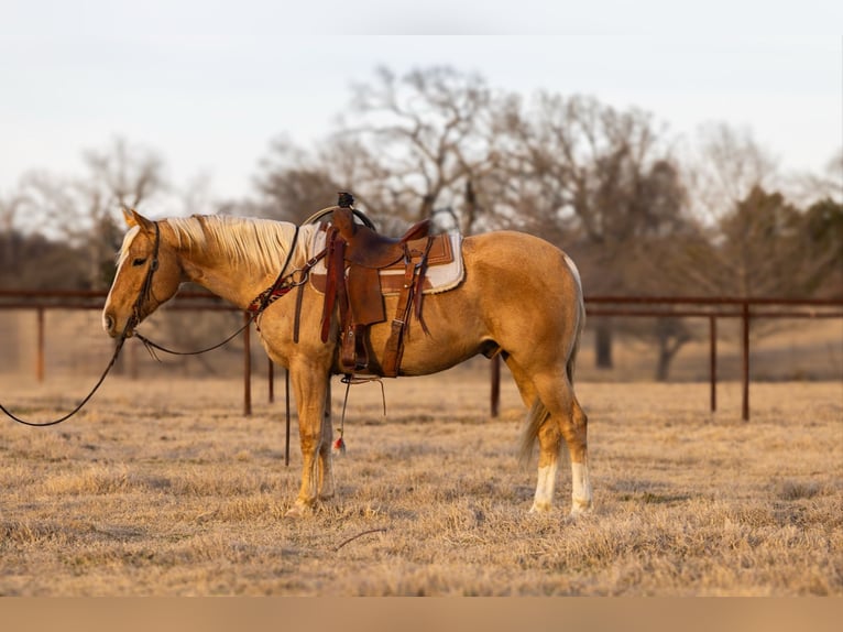 American Quarter Horse Wałach 4 lat 155 cm Izabelowata in Canton