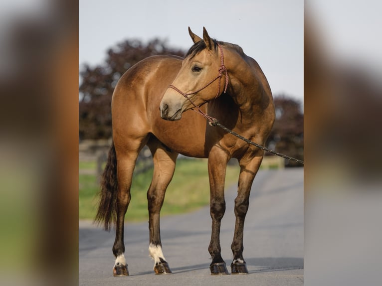 American Quarter Horse Wałach 4 lat 155 cm Jelenia in Honey Brook, PA