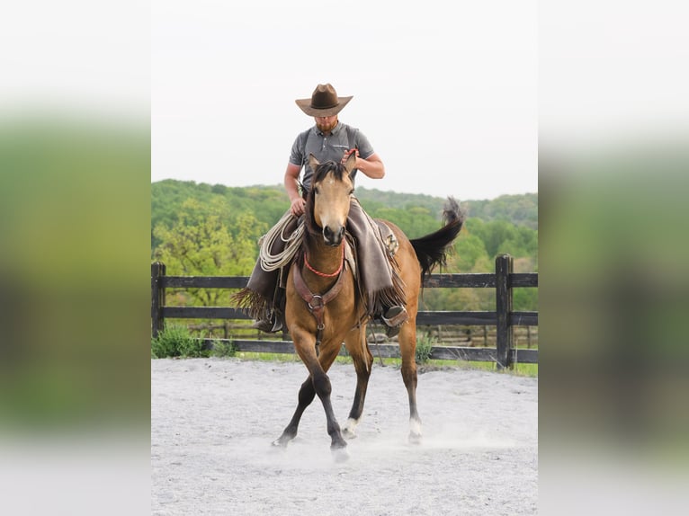 American Quarter Horse Wałach 4 lat 155 cm Jelenia in Honey Brook, PA