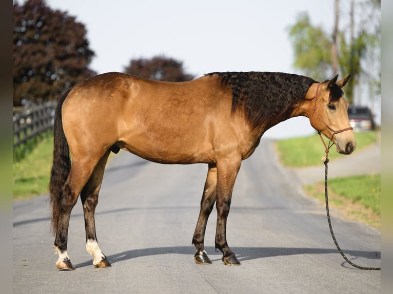 American Quarter Horse Wałach 4 lat 155 cm Jelenia in Honey Brook, PA