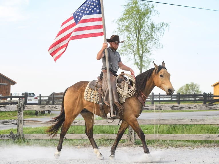 American Quarter Horse Wałach 4 lat 155 cm Jelenia in Honey Brook, PA