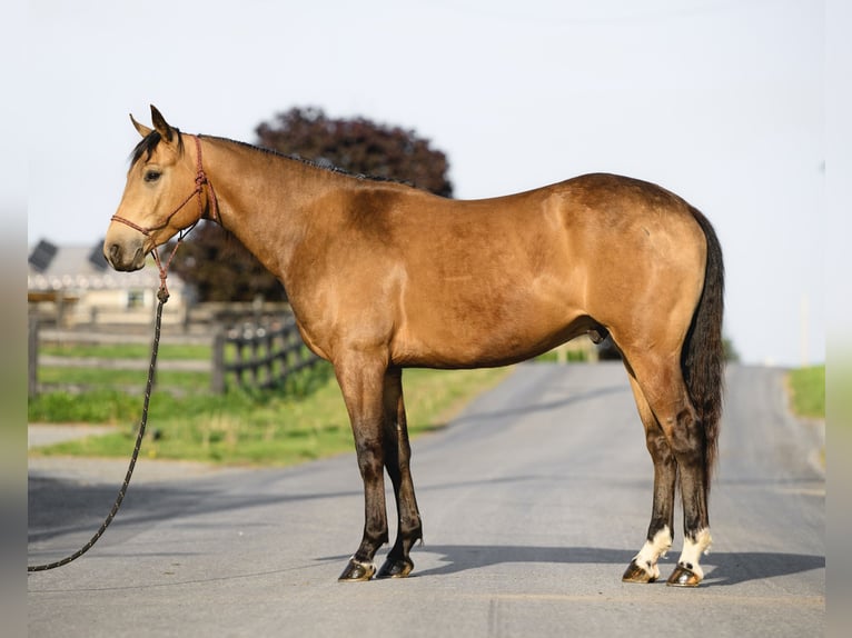 American Quarter Horse Wałach 4 lat 155 cm Jelenia in Honey Brook, PA