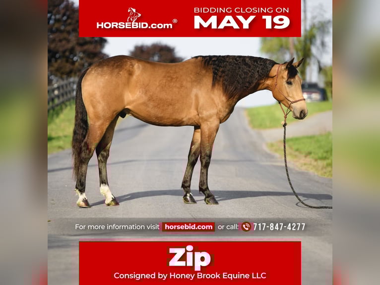 American Quarter Horse Wałach 4 lat 155 cm Jelenia in Honey Brook, PA