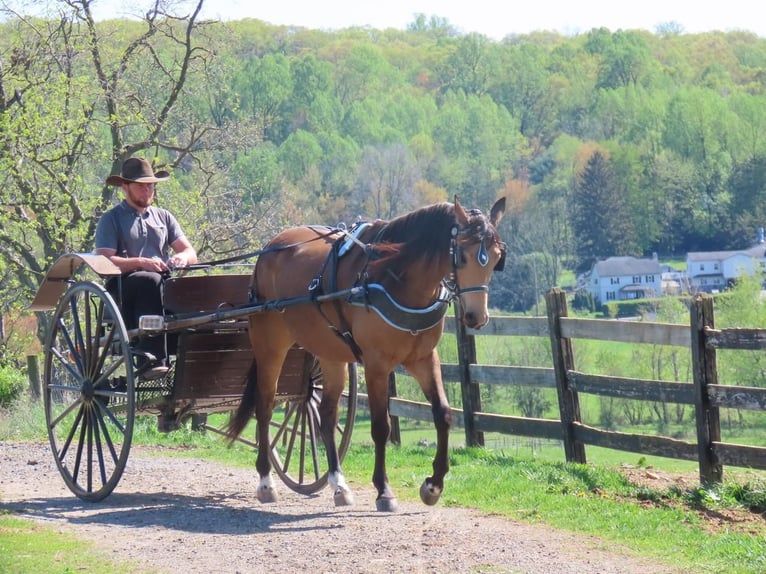 American Quarter Horse Wałach 4 lat 155 cm Jelenia in Honey Brook, PA