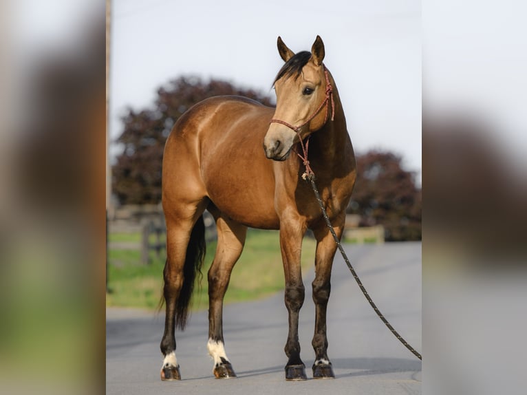 American Quarter Horse Wałach 4 lat 155 cm Jelenia in Honey Brook, PA
