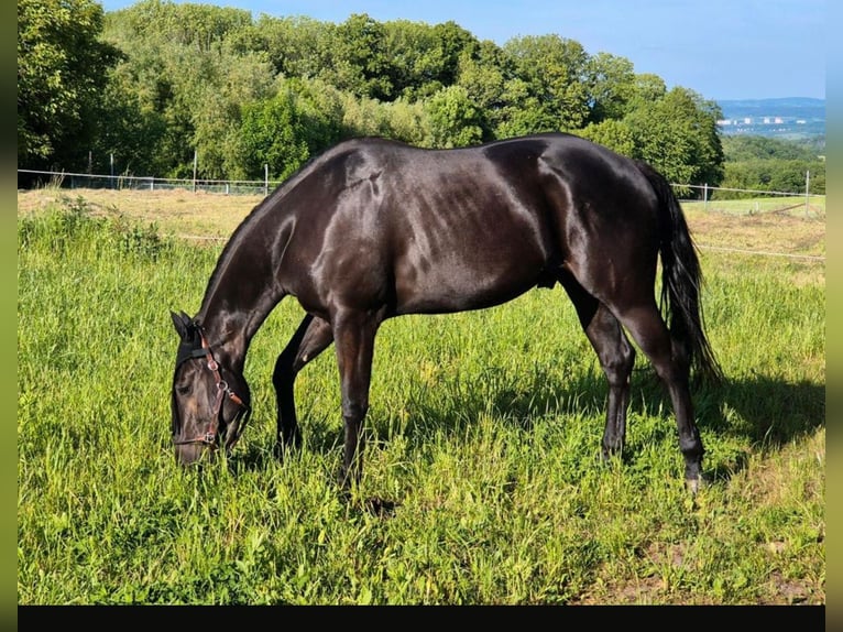 American Quarter Horse Wałach 4 lat 155 cm Kara in Müglitztal