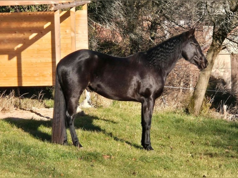 American Quarter Horse Wałach 4 lat 155 cm Kara in Müglitztal