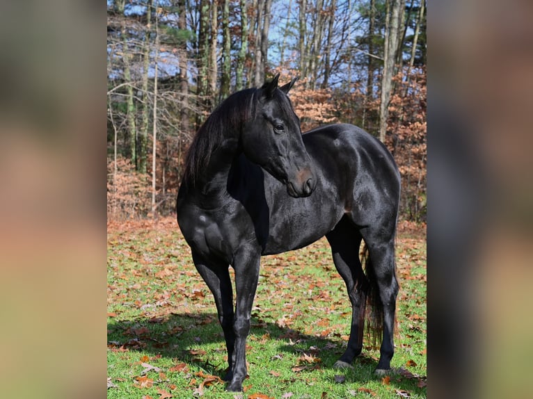 American Quarter Horse Wałach 4 lat 155 cm Kara in Batesville