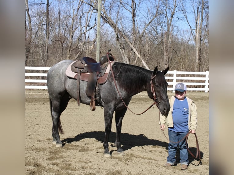 American Quarter Horse Wałach 4 lat 155 cm Karodereszowata in Allentown