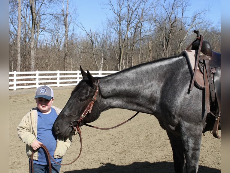 American Quarter Horse Wałach 4 lat 155 cm Karodereszowata in Allentown