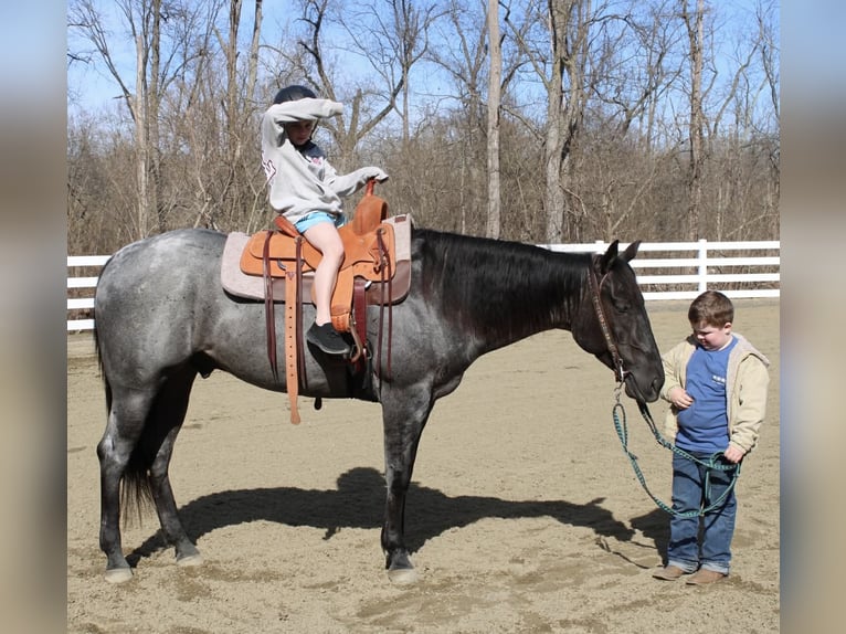 American Quarter Horse Wałach 4 lat 155 cm Karodereszowata in Allentown