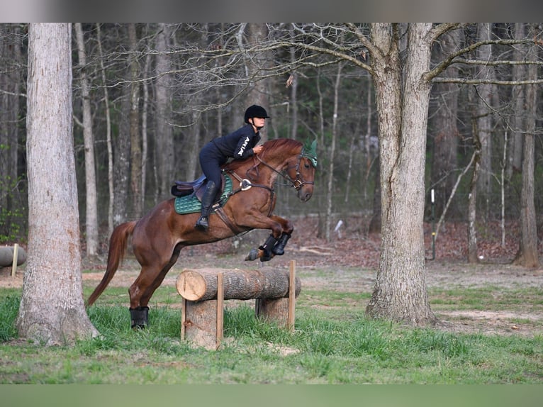 American Quarter Horse Wałach 4 lat 155 cm Kasztanowatodereszowata in Hull