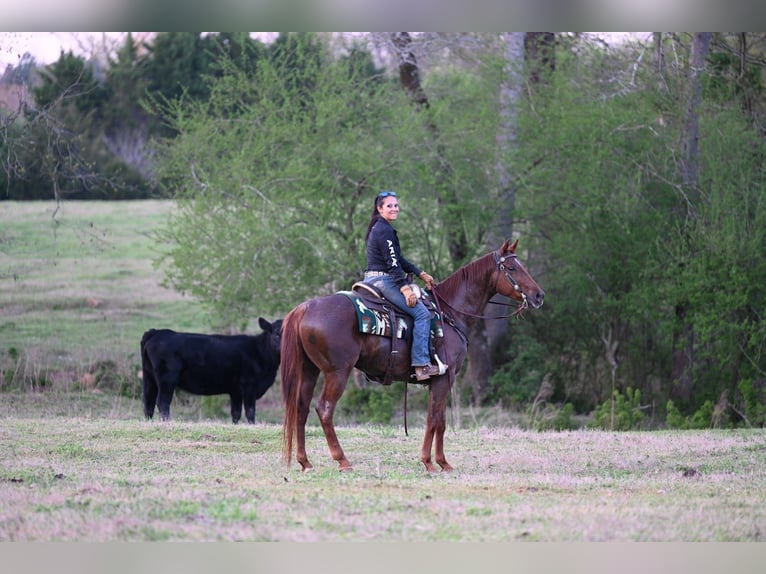American Quarter Horse Wałach 4 lat 155 cm Kasztanowatodereszowata in Hull