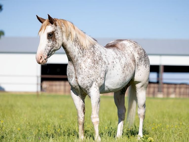 American Quarter Horse Wałach 4 lat 155 cm in Crescent, OK