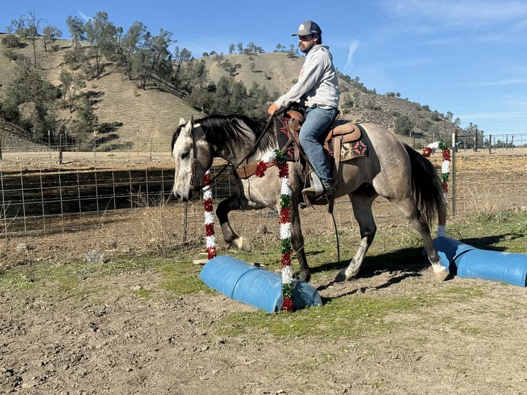 American Quarter Horse Wałach 4 lat 155 cm Siwa in Paicines CA