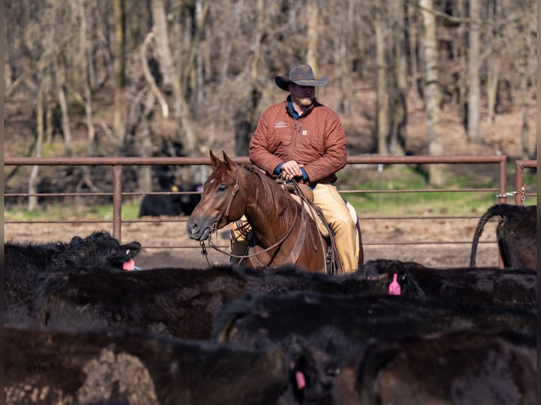 American Quarter Horse Wałach 4 lat 157 cm Cisawa in Nevis, MN