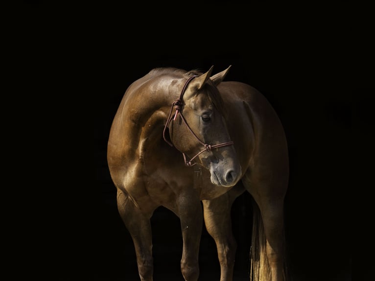 American Quarter Horse Wałach 4 lat 157 cm Cisawa in Nevis, MN