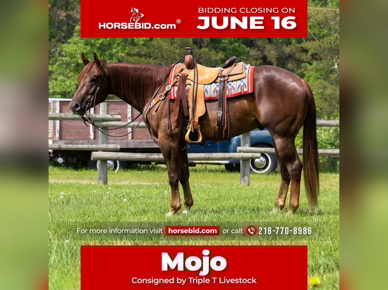 American Quarter Horse Wałach 4 lat 157 cm Cisawa in Nevis, MN