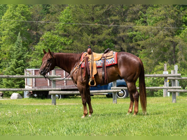 American Quarter Horse Wałach 4 lat 157 cm Cisawa in Nevis, MN