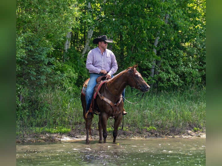 American Quarter Horse Wałach 4 lat 157 cm Cisawa in Nevis, MN
