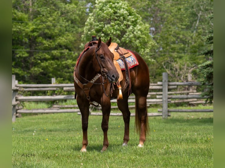 American Quarter Horse Wałach 4 lat 157 cm Cisawa in Nevis, MN