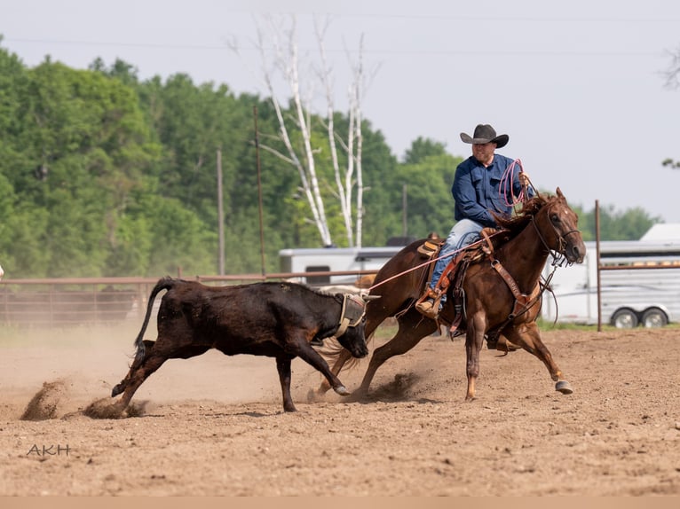 American Quarter Horse Wałach 4 lat 157 cm Cisawa in Nevis, MN