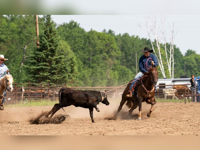 American Quarter Horse Wałach 4 lat 157 cm Cisawa in Nevis, MN