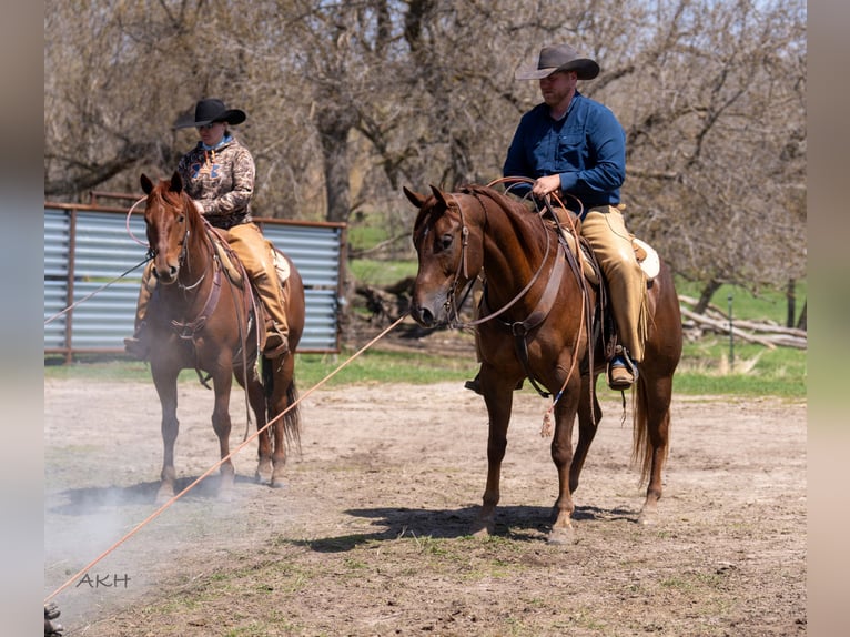 American Quarter Horse Wałach 4 lat 157 cm Cisawa in Nevis, MN