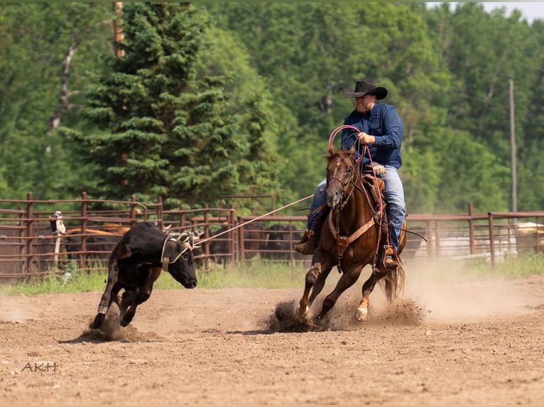 American Quarter Horse Wałach 4 lat 157 cm Cisawa in Nevis, MN