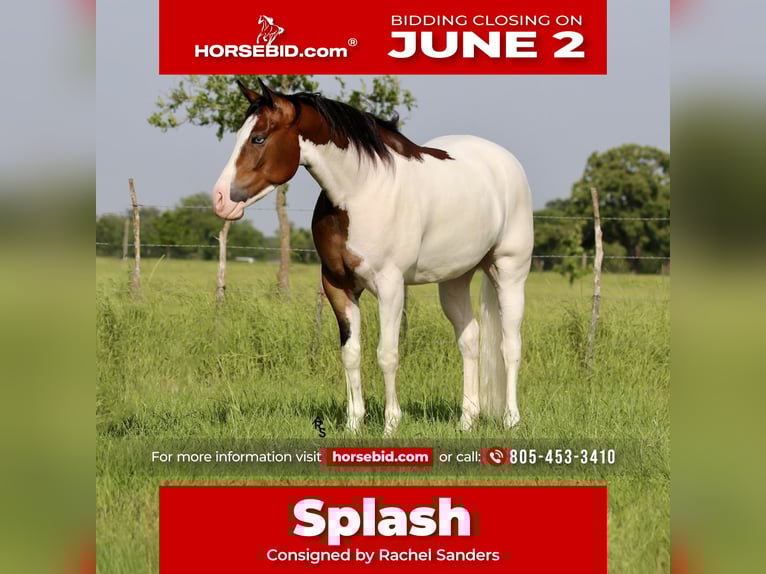 American Quarter Horse Wałach 4 lat 157 cm Gniada in Whitesboro, TX
