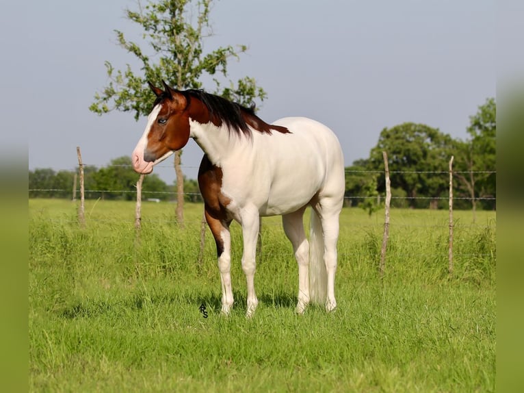 American Quarter Horse Wałach 4 lat 157 cm Gniada in Whitesboro, TX