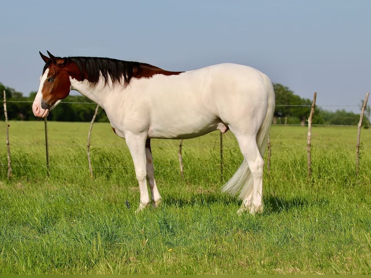 American Quarter Horse Wałach 4 lat 157 cm Gniada in Whitesboro, TX