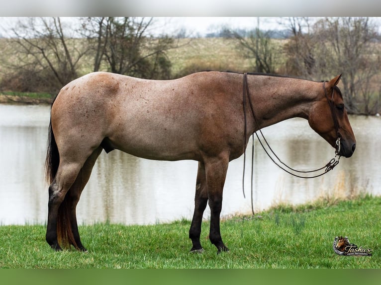 American Quarter Horse Wałach 4 lat 157 cm Gniadodereszowata in Henderson