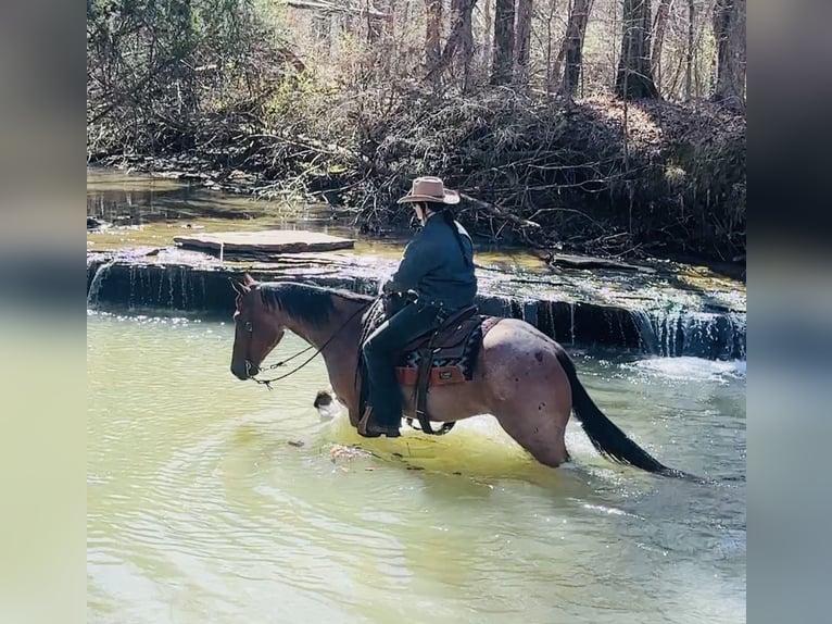 American Quarter Horse Wałach 4 lat 157 cm Gniadodereszowata in Henderson