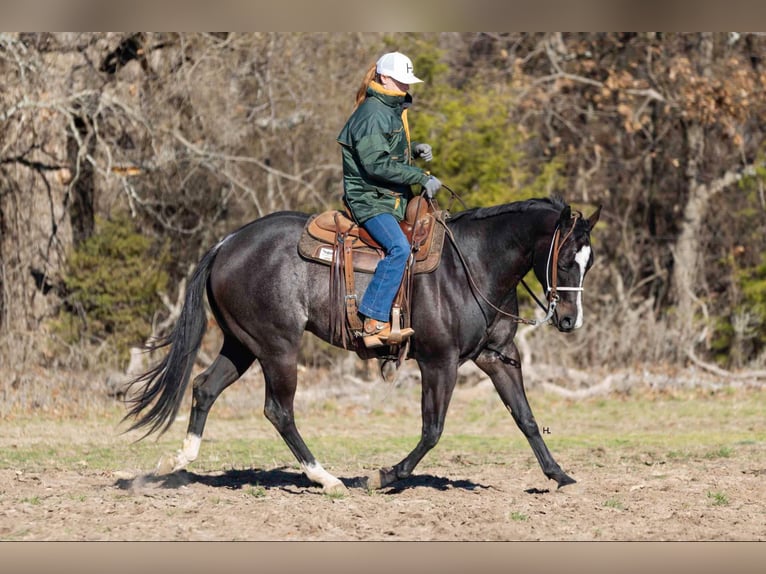 American Quarter Horse Wałach 4 lat 157 cm Gniadodereszowata in Weatherford TX