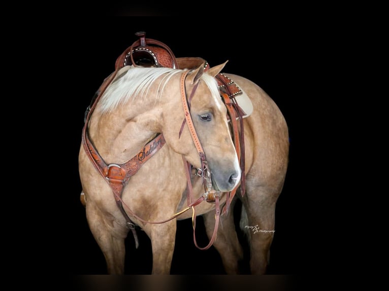 American Quarter Horse Wałach 4 lat 157 cm Izabelowata in Clarion