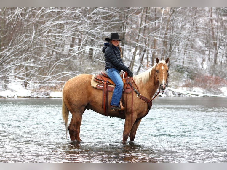 American Quarter Horse Wałach 4 lat 157 cm Izabelowata in Clarion