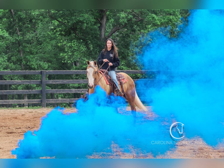 American Quarter Horse Wałach 4 lat 157 cm Izabelowata in Clover, SC