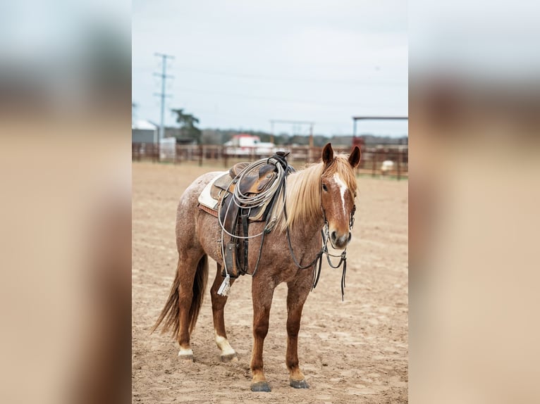 American Quarter Horse Wałach 4 lat 157 cm Kasztanowatodereszowata in Normangee