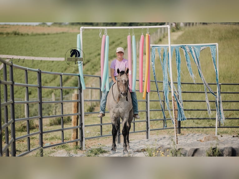 American Quarter Horse Wałach 4 lat 157 cm Siwa in Fredericksburg, OH