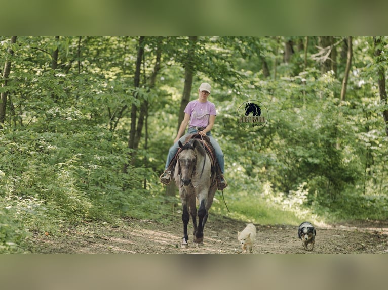 American Quarter Horse Wałach 4 lat 157 cm Siwa in Fredericksburg, OH
